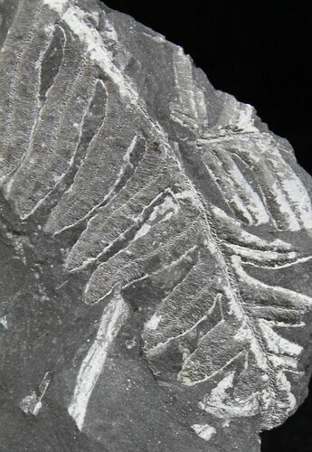 Fossil Seed Fern Plate - Pennsylvania #27209